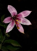 Lilium washinganum - Washington Lily 20-0515